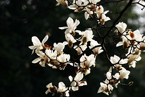 白玉兰的花语及象征意义是什么