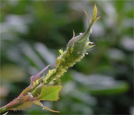 月季花生虫子的原因