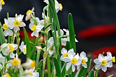 水仙花有什么颜色还有什么特征图片