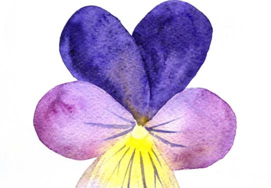 紫罗兰花家养好吗