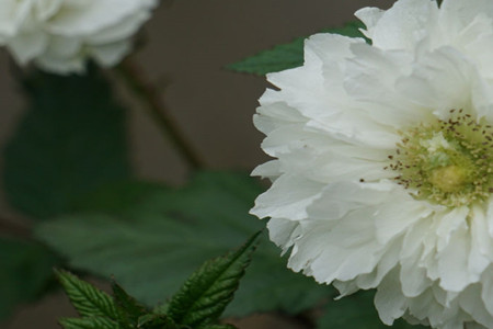 茶靡花是什么意思