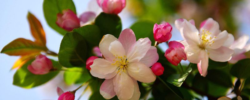 海棠花是什么季节开的什么颜色