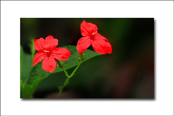 烟草花学名