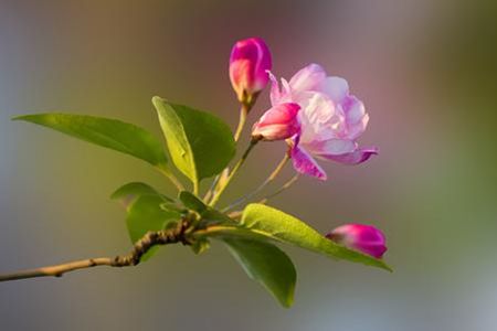 海棠花是什么季节开的什么颜色