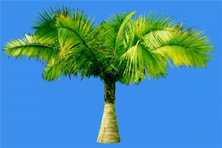 国王椰子怎么养叶子绿