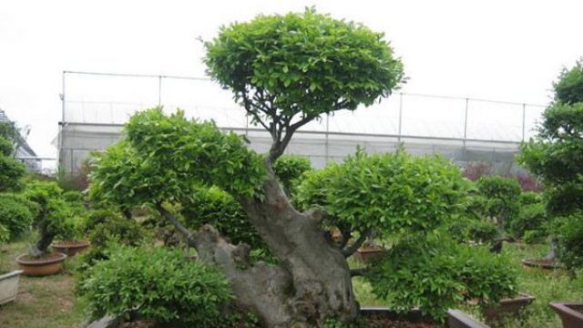 榆树有几种繁殖方式