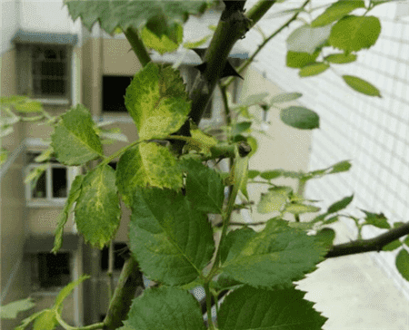 花卉黄叶烂根是怎么回事