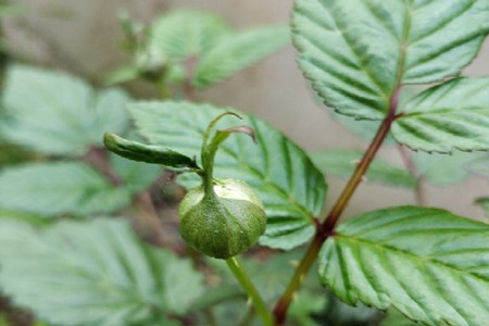 茶靡花是什么意思