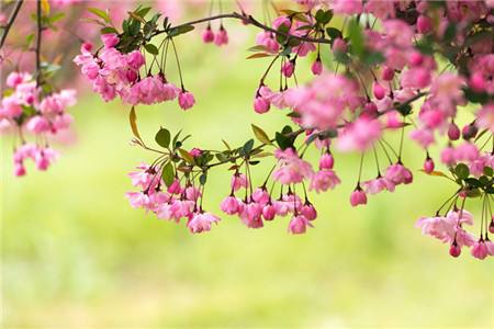 海棠花是什么季节开的什么颜色