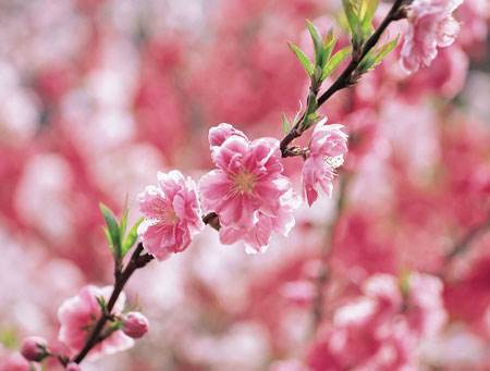 建兰桃花什么时候开花