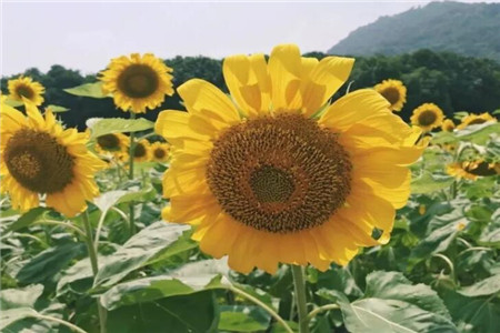 什么花适合在夏天养