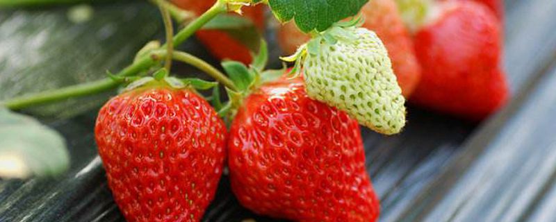 草莓种子播种时间