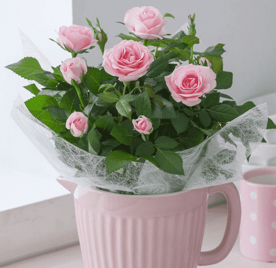 盆栽玫瑰花的种植方法及养护