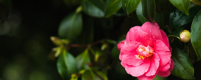 阳台种山茶花