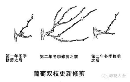 葡萄生长的水源条件