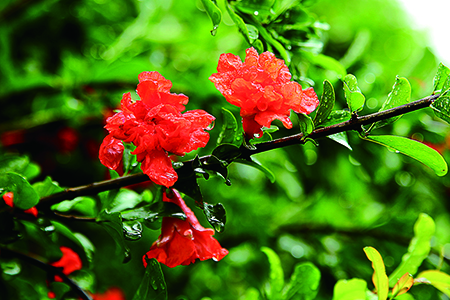 蒙自石榴花什么时候开