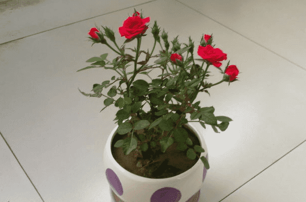 盆栽玫瑰花的种植方法及养护