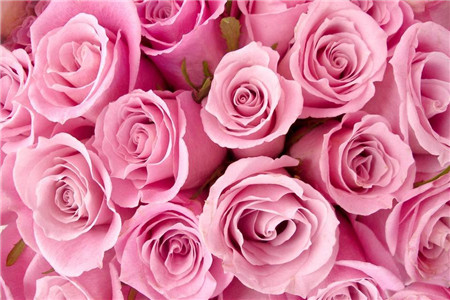 19朵粉玫瑰代表什么意思