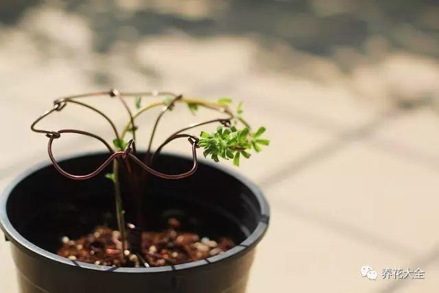 老花严重怎么办