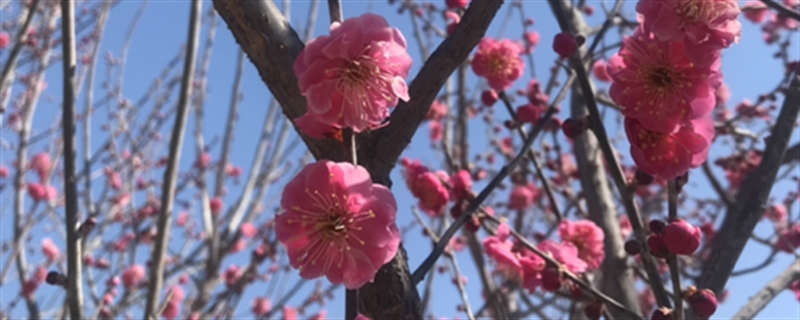 梅花哪个季节开花几个月开花