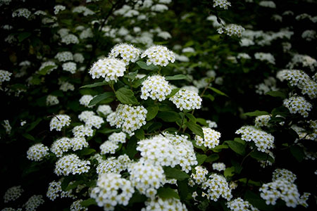 丁香花枯了还能养活吗