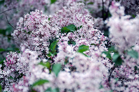 丁香花枯了还能养活吗