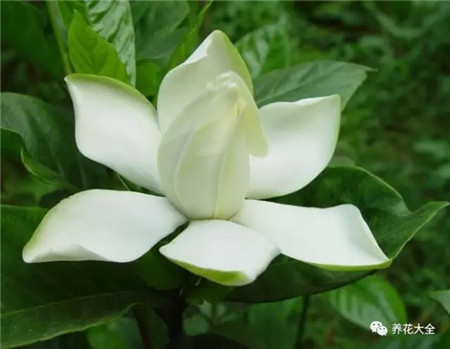 掐枝就能活的花草