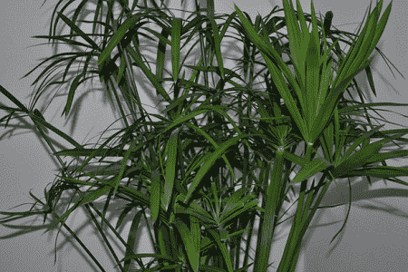 水竹怎么养才长得好用什么肥料
