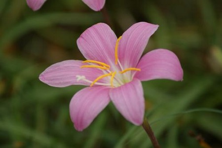 兰花花期管理方法要点