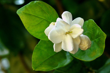 茉莉花香有没有毒