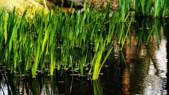 水培菖蒲需要施肥吗