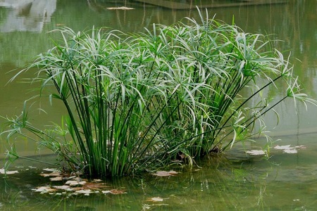 水竹怎么养才长得好用什么肥料