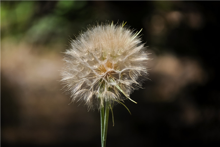 蒲公英的花像啥