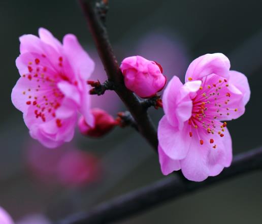 梅花怎样浇水