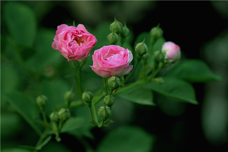 蔷薇花的养殖方法和注意事项几月开花需要什么样的土质