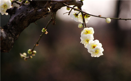 梅花落叶后怎么管理