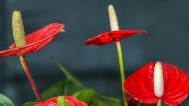 水培红掌怎么养才能开花
