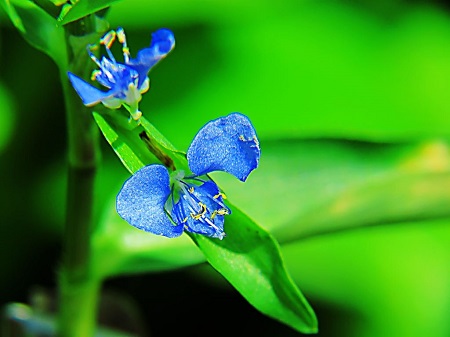 竹节草怎么养好看