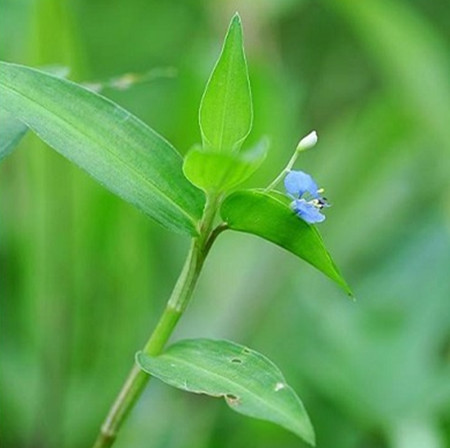 竹节草怎么养好看