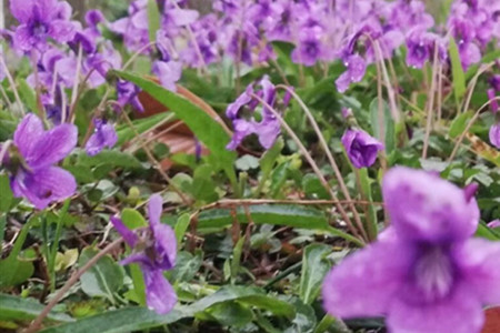 紫花地丁有开黄花的吗