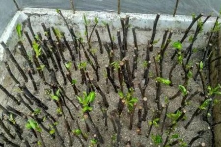 四季海棠扦插繁殖方法