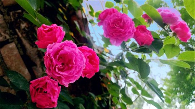 蔷薇花的养殖方法和注意事项几月开花需要什么样的土质