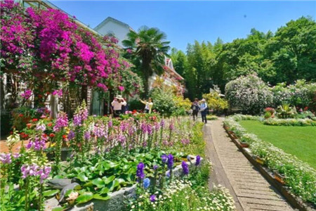 68岁爷爷1万块打造最美私家花园老外都慕名而来！