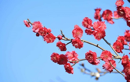 菊花什么时候开花季节