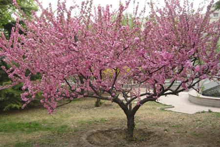 榆叶梅栽植和管理方法