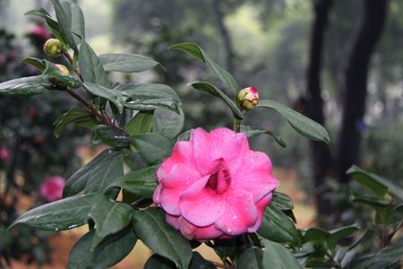 茶花最佳移栽时间是什么时候开花