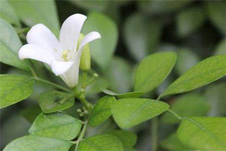 九里香的花期在什么时候