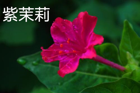 紫茉莉和茉莉是一种花吗