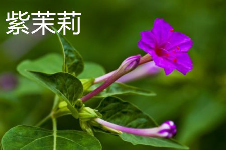 紫茉莉和茉莉是一种花吗