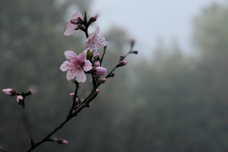 桃花的生长条件及周期